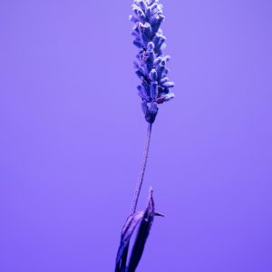 A single lavender flower against a vibrant purple backdrop, capturing its delicate beauty.